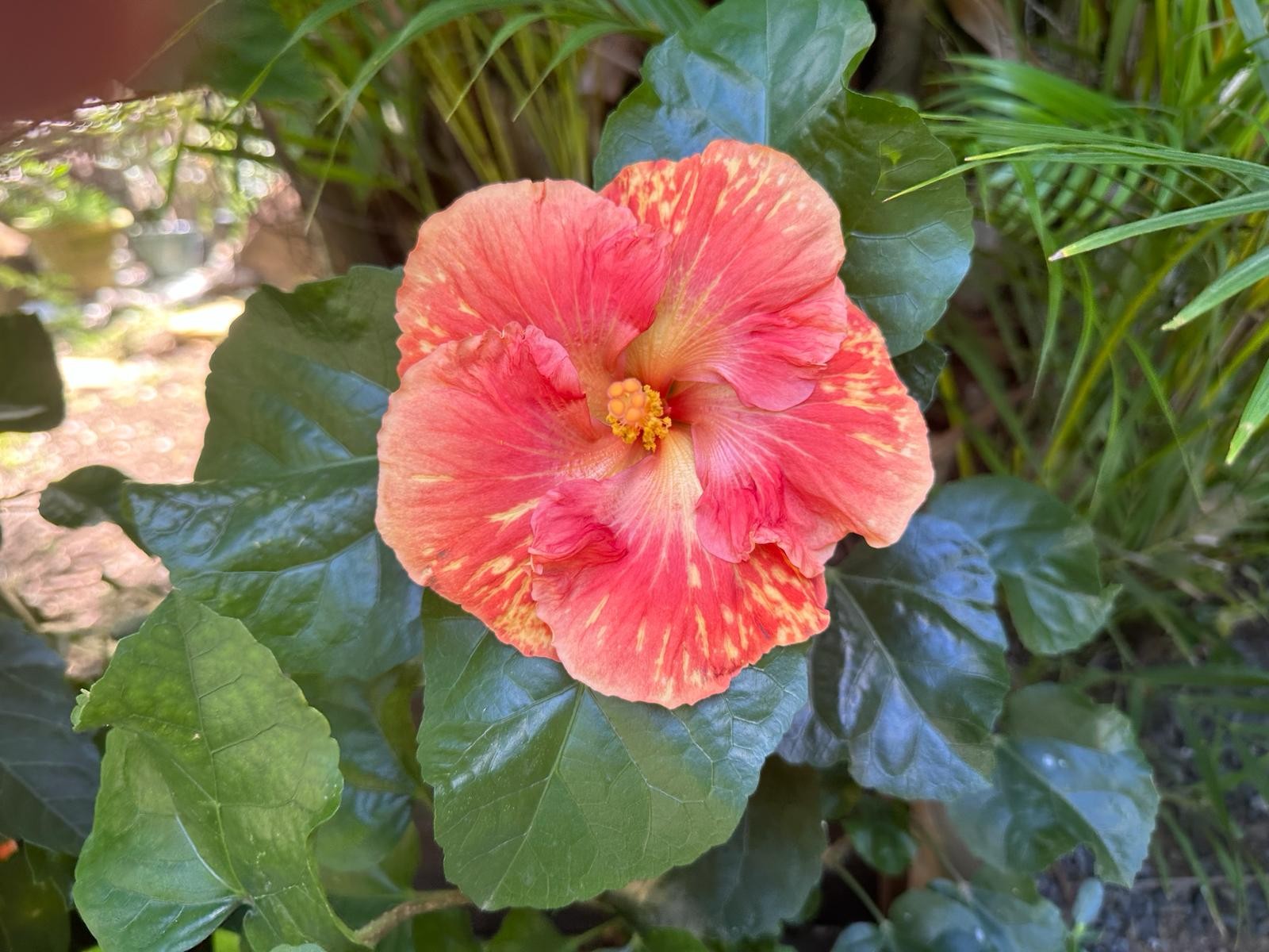 Fleur